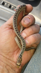 Pituophis catenifer