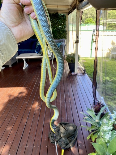 Common Tree Snake sighting