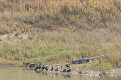 Crocodylus niloticus cowiei