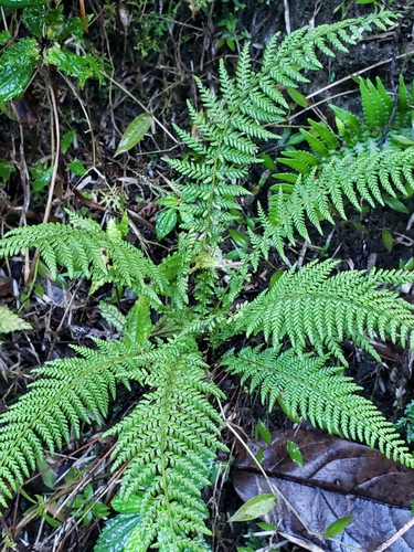 Amauropelta namaphila