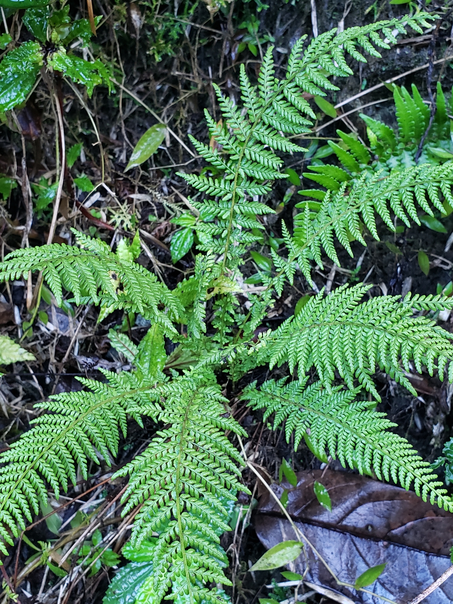 Amauropelta namaphila