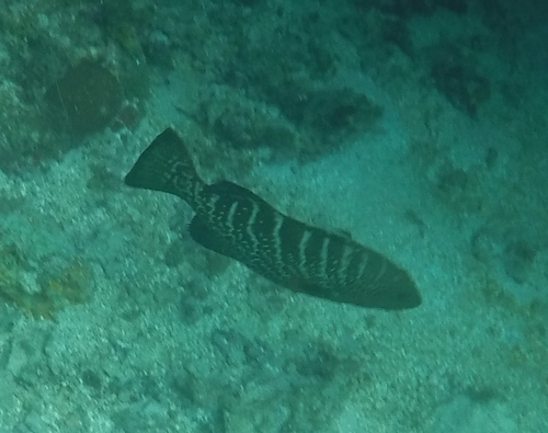 Photo of Tiger grouper (Mycteroperca tigris)