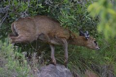 Oreotragus oreotragus transvaalensis