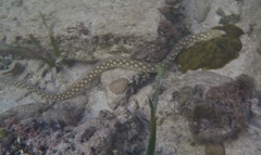 Myrichthys breviceps