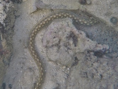 Myrichthys breviceps