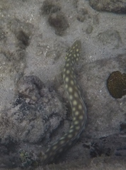 Myrichthys breviceps