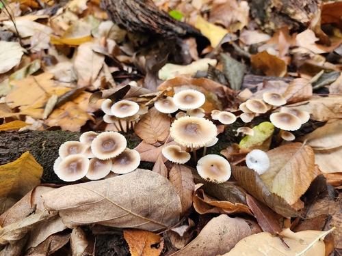 Mycena inclinata