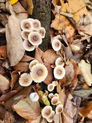 Mycena inclinata (Photo 2 of 7)