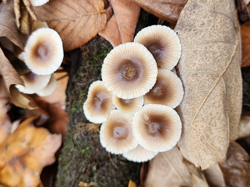 Mycena inclinata (Photo 3 of 7)