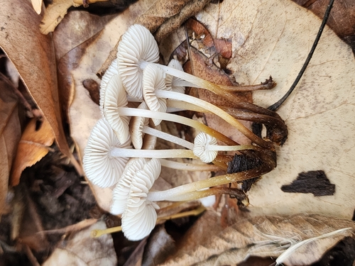 Mycena inclinata (Photo 4 of 7)