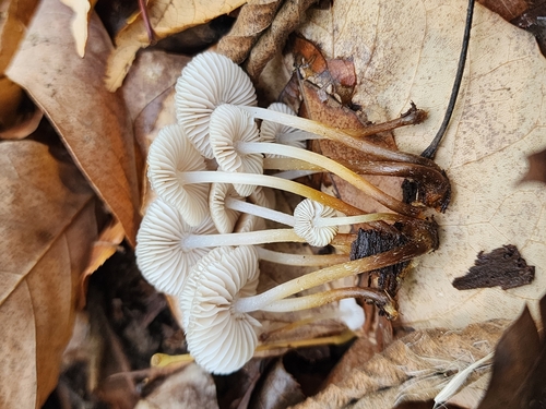 Mycena inclinata (Photo 5 of 7)