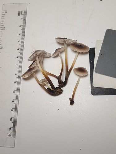 Mycena inclinata (Photo 6 of 7)
