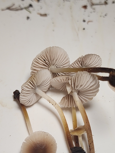 Mycena inclinata (Photo 7 of 7)