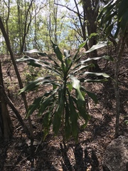Dracaena fragrans