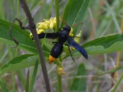 Synagris analis