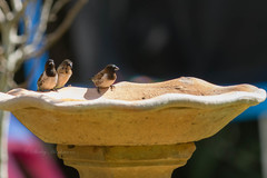 Spermestes cucullata