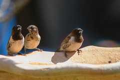 Spermestes cucullata