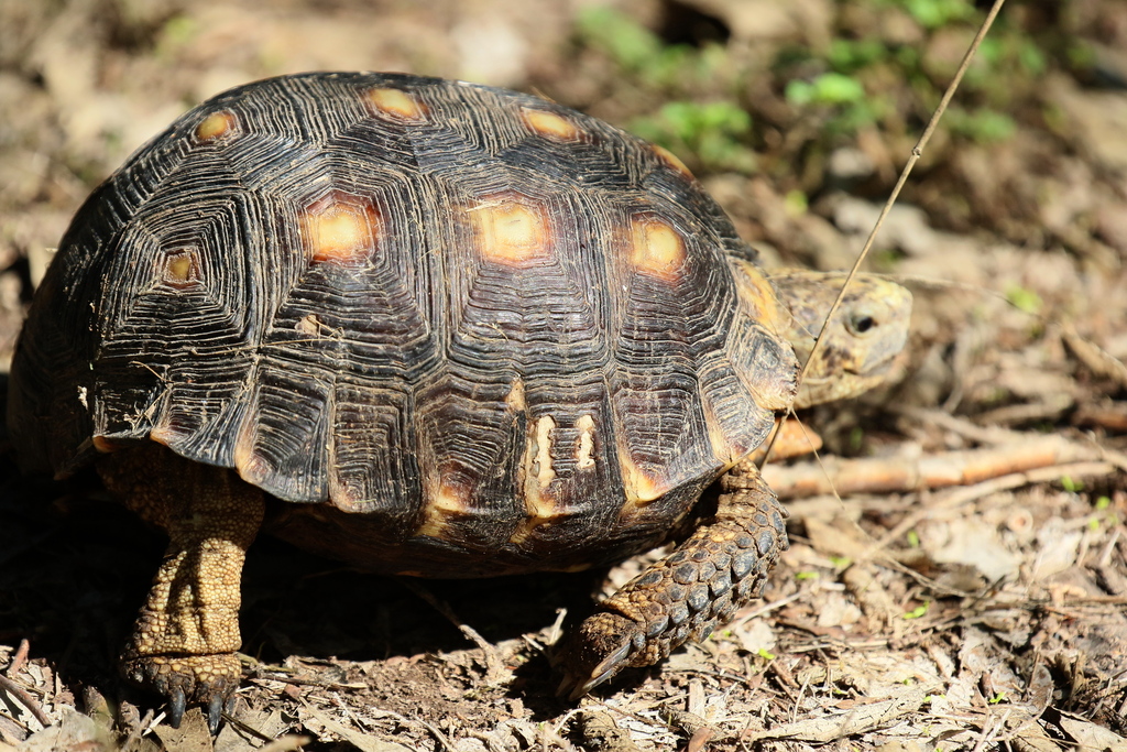 Texas Tortoise in October 2023 by Jimmy Pryor · iNaturalist