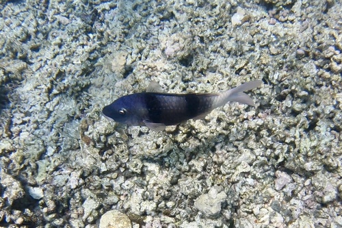 Indian Doublebar Goatfish — seen at this dive site
