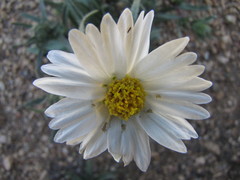 Layia glandulosa