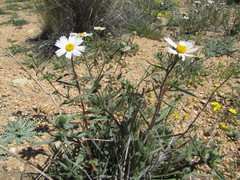 Layia glandulosa