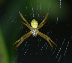 Argiope appensa