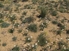 Layia glandulosa