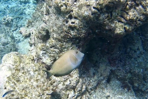Lined Bristletooth — seen at this dive site