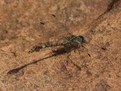 Paragomphus cognatus