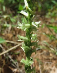 Spiranthes sylvatica