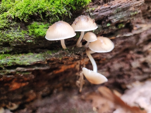Mycena inclinata