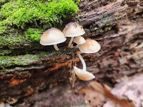 Mycena inclinata (Photo 2 of 7)