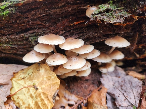 Mycena inclinata (Photo 3 of 7)