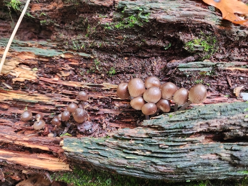 Mycena inclinata (Photo 5 of 7)