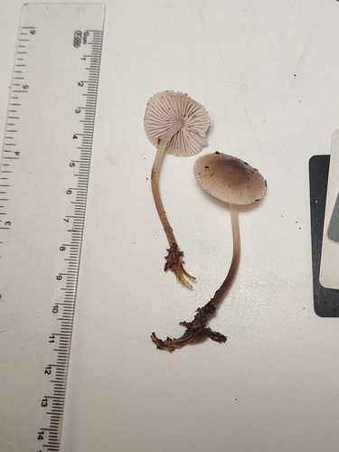 Mycena inclinata (Photo 6 of 7)