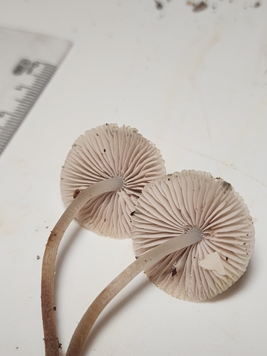 Mycena inclinata (Photo 7 of 7)