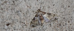 Azochis rufidiscalis