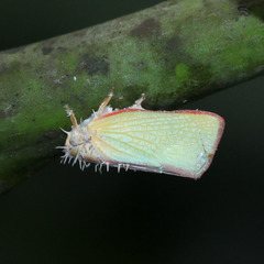 Sanurus