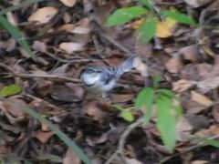 Motacilla clara