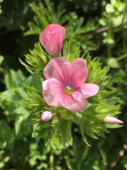 Linum pubescens