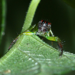 Artabrus erythrocephalus