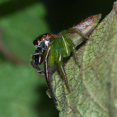 Artabrus erythrocephalus