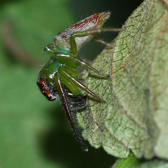 Artabrus erythrocephalus