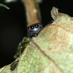 Artabrus erythrocephalus