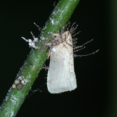 Flatidae