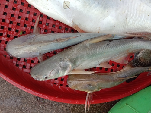 Shellfeeder shark catfish (Pangasius conchophilus) — Pangasiidae — 5