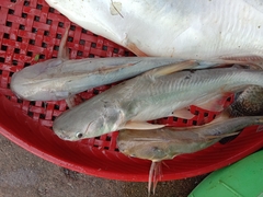 Snail-Eating Pangasius photo 4