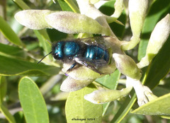 Osmia ribifloris ribifloris