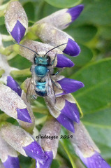Osmia ribifloris ribifloris