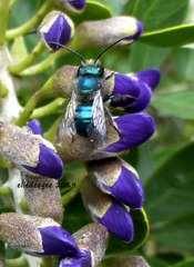 Osmia ribifloris ribifloris